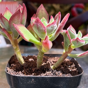 Echeveria Harmsii “Ruby Slippers” Small Succulent 4”