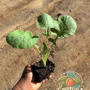 Puede incluir: Una pequeña planta verde con hojas grandes y texturizadas se sostiene en una mano. La planta está en un pequeño cuadrado de tierra. El logotipo de SouthGA Botanicals está en la esquina inferior derecha.