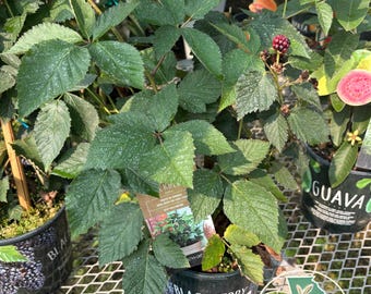 Live Blackberry Bush – High-Yield, Thornless Variety for Sweet Summer Berries | Georgia Grown Fruit Plants