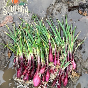 May include: A cluster of red onions with green stalks and white roots, freshly harvested. The onions are wet, lying on muddy ground. The Southga Botanicals logo is visible in the upper left corner.