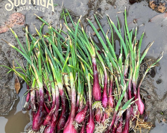 LIVE Ruby Red Onion Vegetable Starter Plant With Roots for Gardening ...