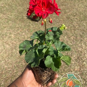 LIVE Big Red Ivy Geranium Startplant Met Wortels | Trapsgewijze naloopvariëteit | Felrode bloemen