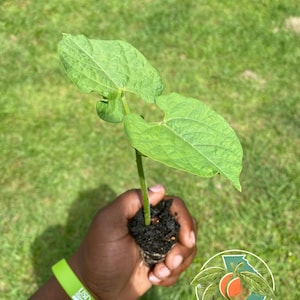Peut inclure: Jeune plant de couleur verte avec deux grandes feuilles, tenu dans une main. La plante est dans un petit bloc de terre. Un bracelet vert avec "USDA" est visible. Le logo Southga Botanicals est en bas à droite.
