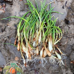 Pode incluir: Um monte de cebolinhas recém-colhidas com bulbos brancos e raízes, deitado em solo lamacento e molhado. As folhas verdes contrastam com o solo castanho e bege. O logotipo SouthGa Botanicals é visível no canto inferior esquerdo.
