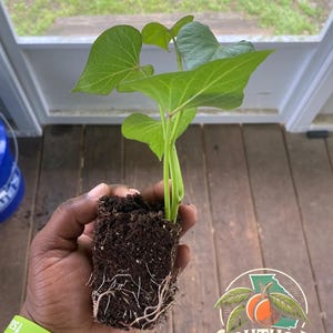 Peut inclure: Jeune plant de patate douce avec des feuilles vertes vives et des racines visibles, tenu dans un bloc de terre. La plante est fraîche et saine, prête à être plantée. Le logo Southga Botanicals est visible en bas à droite.