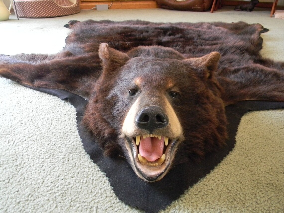 Bear skin rug Private sale for JASON Etsy
