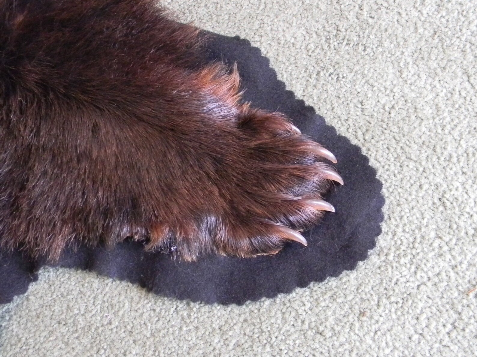 Bear skin rug Private sale for JASON Etsy