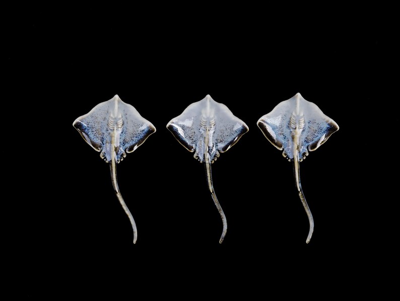 K&ouml;nnte beinhalten: Drei durchscheinende Skulpturen von Mantarochen in Blau- und Wei&szlig;t&ouml;nen vor schwarzem Hintergrund. Jede Skulptur hat einen detaillierten K&ouml;rper und einen langen, gebogenen Schwanz, der Bewegung und Meeresleben suggeriert.
