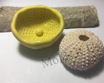 手芸素材・材料 珍しいメキシコの深海種 ウニ殻・標本(Clypeaster