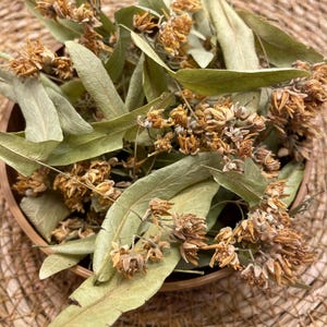 Organic Linden Flower Tea: Handpicked Turkish Tilia Blossom