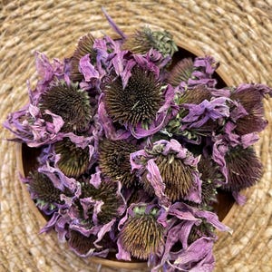 Organic Dried Echinacea (Echinacea purpurea) – Handpicked Herbal Tea | Natural Immune Support