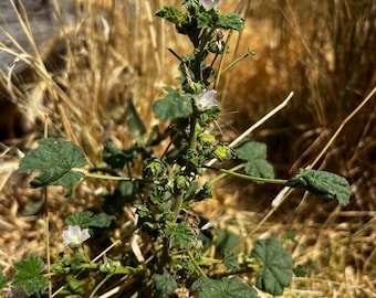 Drought Resistant Mallow Seed: Sow in Spring