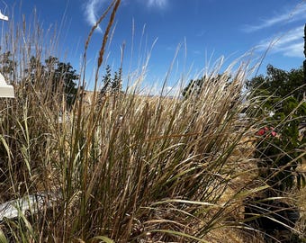 Great Basin Rye grass seeds