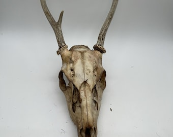 Deer Skull with antlers 5 Point Indiana Whitetail Deer European Mount