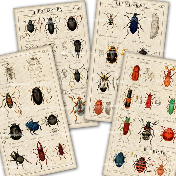 Beetles Bugs Insects Printable Download Antique Pages Antique Entomology Clipart Colored Drawings Journaling Graphics Backgrounds A60