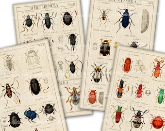 Beetles Bugs Insects Printable Download Antique Pages Antique Entomology Clipart Colored Drawings Journaling Graphics Backgrounds A60