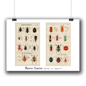 Beetles Bugs Insects Printable Download Antique Pages Antique ...