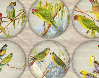 Australian Birds Parrots Budgerigars Aussie Budgies 2.5inch Circles Rounds Compacts Magnets Digital Collage Sheet Instant Download 073