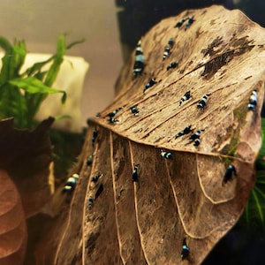 Indian Almond Leaves for Betta Fish & Shrimp: Natural Aquarium Decor