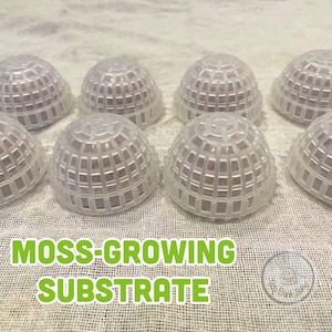 Op de afbeelding: Transparante, bolvormige substraten voor mos. De koepels hebben een rasterachtige structuur en zijn gerangschikt op een lichtgekleurd oppervlak. De tekst "MOSS-GROWING SUBSTRATE" wordt weergegeven in groene blokletters.