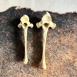 Set of 2 Real Cow Vertebrae | Ethically Sourced | Supply for Bone Art