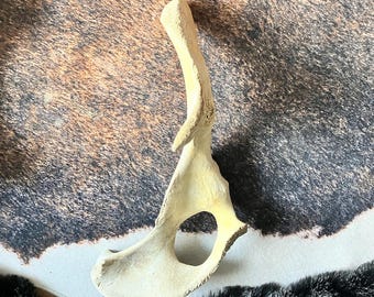 Real Cow Half Pelvis | Ethically Sourced Bone for Painting, Carving & Crafting | Vulture Culture Art, Rustic Western Decor