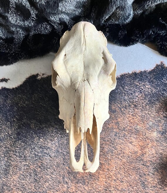 本物の牛の頭蓋骨ウォールランプ（LEDライトとタイマー付き）｜倫理的