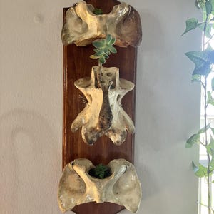 Set of 3 Wall Hanging Cow Vertebrae Planters | Real Bone, Resin Coated | Gothic Wall Art for Air Plants, Succulents | Macabre Decor