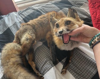 Soft mount red fox taxidermy with open mouth and custom sculpted teeth