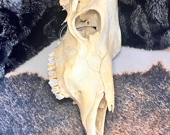 Light Up LED Cow Skull with Built in Timer Battery Powered | Ethically Sourced Cow Skull | Home Decor