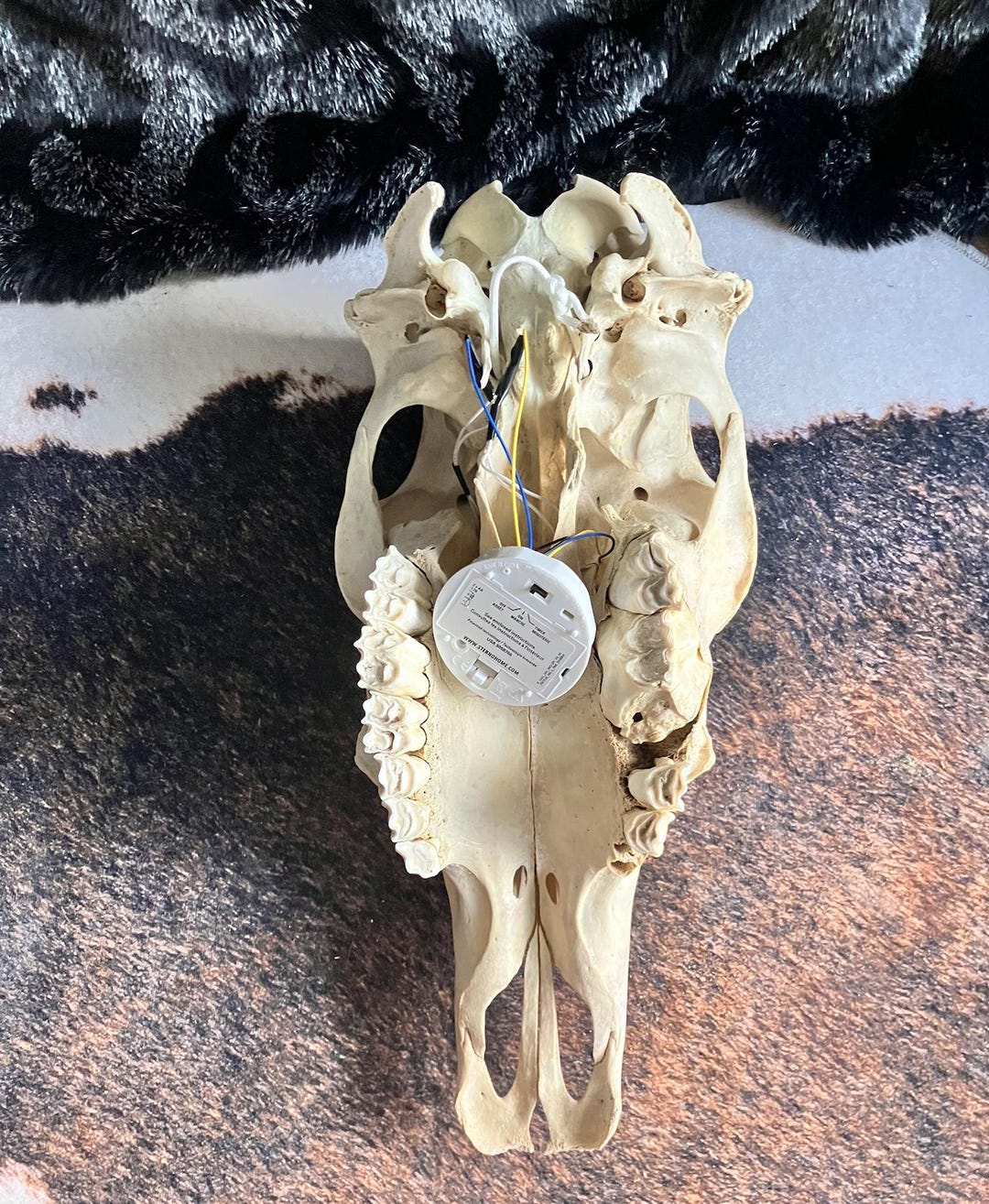 本物の牛の頭蓋骨ウォールランプ（LEDライトとタイマー付き）｜倫理的