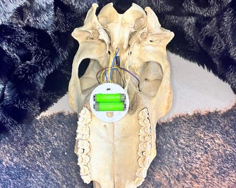 本物の牛の頭蓋骨ウォールランプ（LEDライトとタイマー付き）｜倫理的