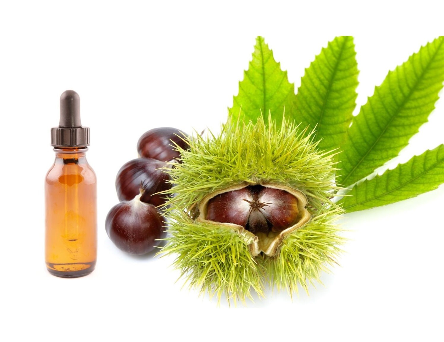Horse Chestnut Infused in Organic Olive Oil / Varicose Veins Etsy