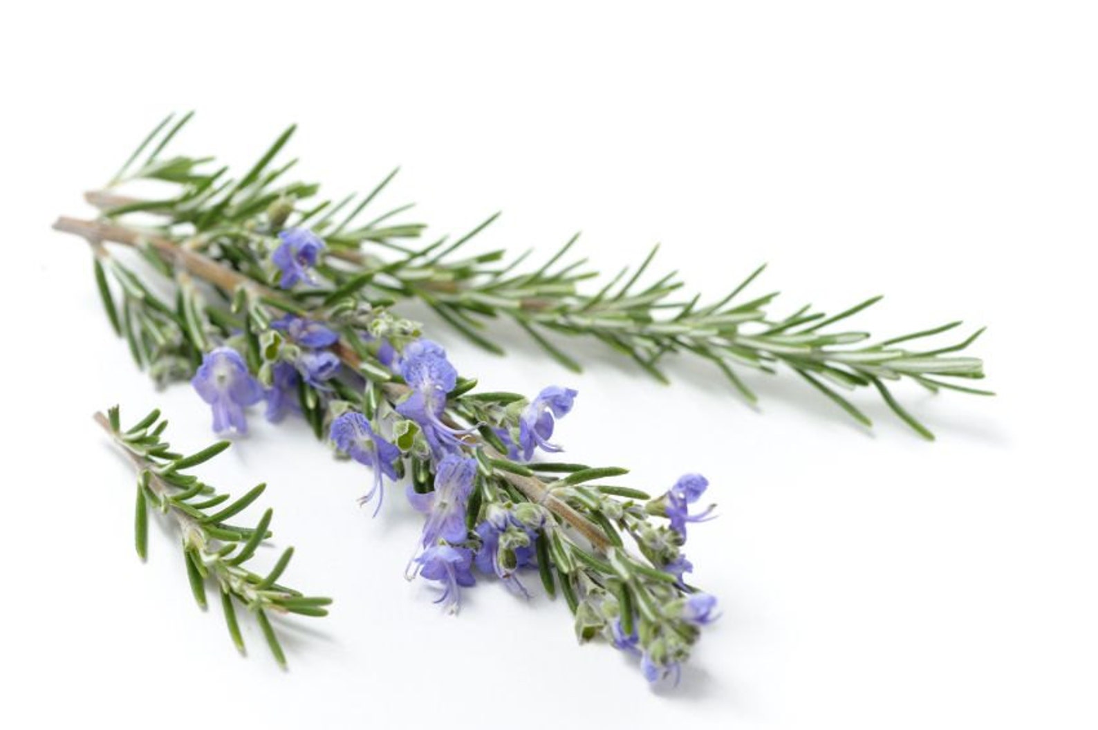 Rosemary Organic Floral Water 100 Natural Hydrolate Etsy