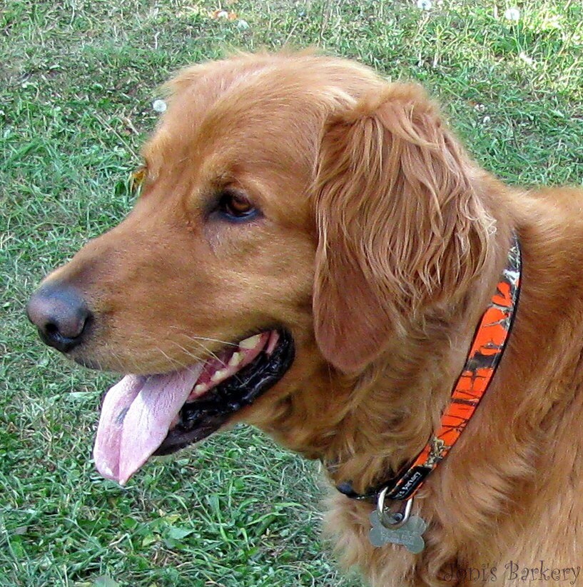 Camo Dog Collar True Timber Blaze Orange Camouflage