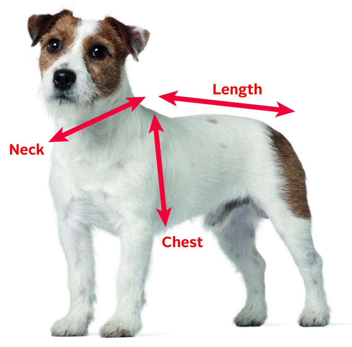 NHL Colorado Avalanche Adjustable Dog Collar Etsy