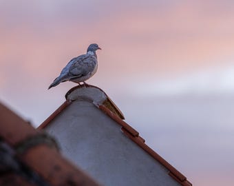 Paloma torcaz al atardecer. Impresión fotográfica.