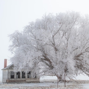 May include: A winter landscape featuring a large tree and a small, weathered house. The tree's branches are heavily coated in frost, and the house has a red brick chimney. The scene is set in a field covered in snow, with a hazy sky.