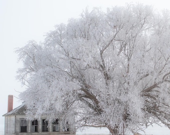 Antigua escuela bajo un gran árbol cubierto de escarcha. Impresión fotográfica.