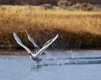 Alzando el vuelo. Cisnes trompeteros salvajes despegando del estanque. Impresión fotográfica.