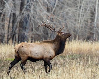 Alce macho caminando por el prado. Impresión fotográfica.