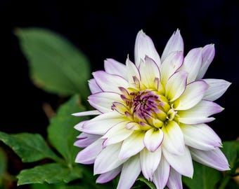 Dalia blanca con puntas moradas y centro con borde amarillo. Impresión fotográfica.