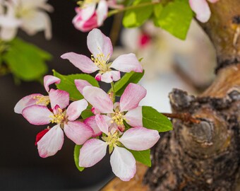A close-up of delicate pink and white crabapple blossoms. Photographic print.