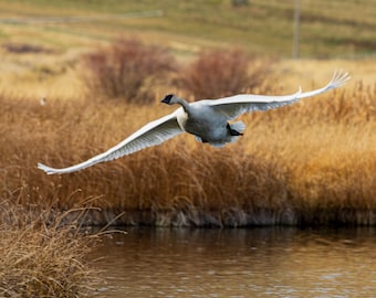 Cisne trompetero salvaje volando sobre un estanque. Impresión fotográfica.