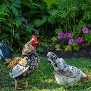Rooster and Hen In Flower Garden. Photographic print.