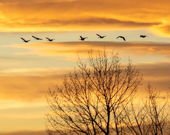 Gansos volando en el cielo al atardecer. Impresión fotográfica.