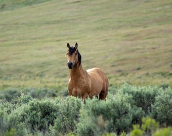 Semental salvaje de piel de ante. Impresión fotográfica.