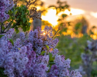 Lilas moradas al atardecer. Impresión fotográfica.