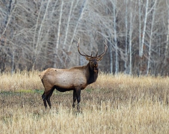 Alce macho en un prado. Impresión fotográfica.