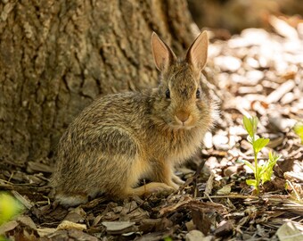 Juvenile Wild Rabbit Sitting Quietly By A Tree. Photographic print.